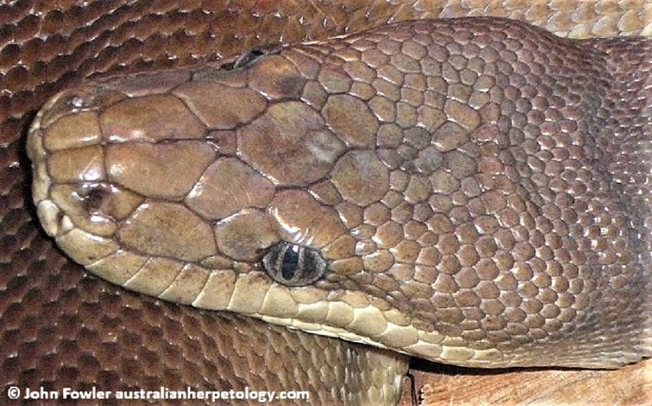 OLIVE PYTHON - Liasis olivaceus - Reptiles of Australia